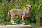 male Lion