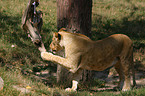 playing lion