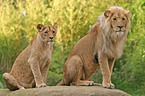 Lions