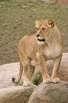 lion