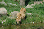 drinking lioness