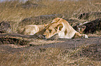 sleeping lioness