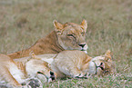 sleeping lions