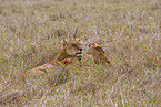 lioness with cub