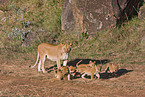 lioness with cub