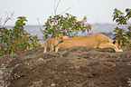 lioness with cub