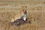 lioness with prey