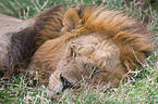 sleeping lion