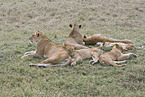 lions