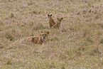 lioness with cub