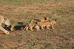 lioness with cub