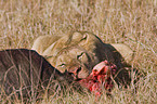 eating lion