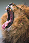 gaping lion