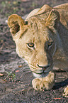 lioness portrait