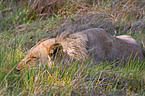 sleeping lion