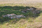sleepingh lions