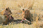 eating lions