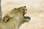 hissing lioness