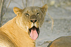 yawning lioness