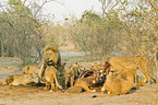 eating lions