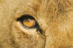 eye of a lion
