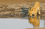 drinking lioness