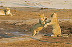 playing lions