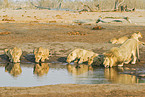 drinking lions