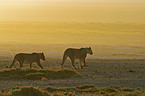 lionesses