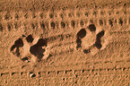 lion footprints