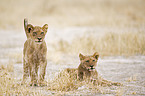 young lions