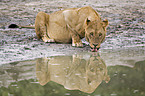 drinking lioness