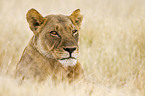 lioness