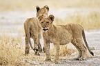 young lions