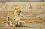 hunting lioness