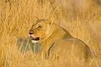 lioness