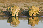 drinking lions