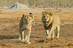 lions