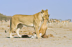 hunting lioness