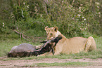 lioness with prey