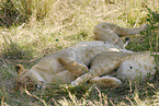 lionesses