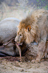 lion with prey