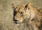 lioness