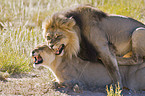 pairing lions