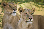 lionesses