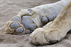 lion paws