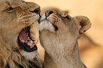 lions