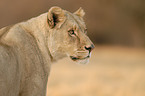 lioness