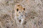 lion