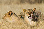 lionesses